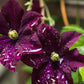 10 MIXED HYBRID CLEMATIS Hybrida Red Purple Pink Blue Bicolor Flower Vine Seeds