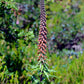 20 MILK CHOCOLATE FOXGLOVE Spanish Digitalis Parviflora Red Brown Flower Seeds