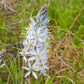 25 Blue WILD HYACINTH Camassia Scilloides Eastern Camas Lily Native Flower Seeds