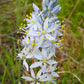 25 Blue WILD HYACINTH Camassia Scilloides Eastern Camas Lily Native Flower Seeds