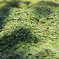 5 TRUE PATCHOULI SHRUB Fragrant Patchouly Pogostemon Cablin Herb Seeds
