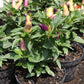 25 BOLIVIAN RAINBOW PEPPER Multi Colored Chili Capsicum Annuum Vegetable Seeds
