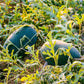 50 FLORIDA GIANT WATERMELON Cannon Ball Black Diamond Citrullus Fruit Seeds