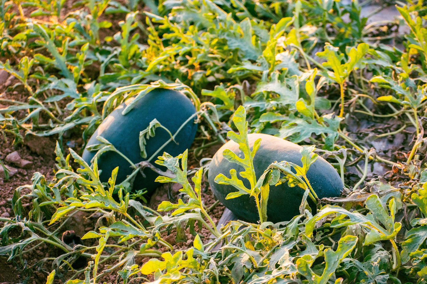 50 FLORIDA GIANT WATERMELON Cannon Ball Black Diamond Citrullus Fruit Seeds
