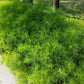 1000 LONG ISLAND Mammoth DILL Anethum Graveolens Herb Flower Seeds