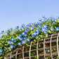 50 Heavenly BLUE MORNING GLORY Ipomoea Tricolor Vine Flower Seeds