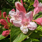 50 OLD FASHIONED WEIGELA Florida Bush Shrub Flower Seeds