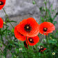 1000 Red AMERICAN LEGION (Corn / Shirley / Flanders) POPPY Papaver Rhoeas Flower Seeds