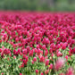 3000 CRIMSON CLOVER (Carnation, French, or Italian Clover) Trifolium Incarnatum Flower Seeds