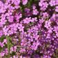 500 PINK ROCK SOAPWORT Saponaria Ocymoides Flower Seeds