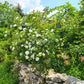 10 WHITE JAPANESE ROSE Rosa Rugosa Alba Bush Rugosa Rose Flower Seeds