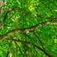 25 White AMERICAN ELM tree Ulmus Americana RED Flower Seeds