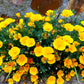 1000 DWARF Yellow CALIFORNIA Tufted POPPY Eschscholzia Caespitosa Flower Seeds