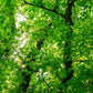 25 White AMERICAN ELM tree Ulmus Americana RED Flower Seeds