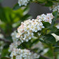 50 RED CHOKEBERRY Aronia Arbutifolia White Flower Fruit Shrub Seeds