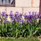 20 MIXED SIBERIAN IRIS Sibirica Iris Bicolor Blue Red White Yellow Purple Siberian Flag Flower Seeds