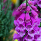 1000 PURPLE FOXGLOVE Digitalis Purpurea Flower Seeds