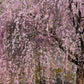 10 WEEPING HIGAN CHERRY Tree Japanese Prunus Subhirtella Pendula Pink Flower Seeds