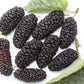 15 Red MULBERRY Morus Rubra Black Fruit Shrub Tree Seeds
