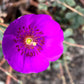 50 RED ROCK PURSLANE ' Ruby Tuesday ' Calandrinia Umbellata Magenta Flower Herb Seeds