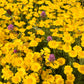 250 GOLDEN MARGUERITE DAISY Dyer's Yellow Chamomile Anthemis Tinctoria Kelwayi Cota Tinctoria  Paris Daisy Herb Flower Seeds