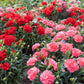 100 Mixed CARNATION / DOUBLE DIANTHUS Chinensis Flower Seeds