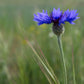 1000 Tall Blue BACHELOR'S BUTTON / CORNFLOWER Centaurea Cyanus Flower Seeds