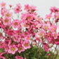 50 ROSE ROBE SAXIFRAGA Arendsii Mossy Rockfoil Evergreen Flower Seeds