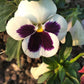 50 WHITE & PURPLE PANSY Swiss Giant Violet Viola Wittrockiana Flower Seeds