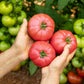 200 PINK PONDEROSA TOMATO Henderson's Lycopersicon Fruit Vegetable Seeds