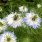 500 LOVE In A MIST PERSIAN Jewels Mixed Colors (Fennel Flower) Nigella Damascena Flower Seeds