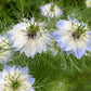 400 Blue & White LOVE IN A MIST Nigella Damascena Fennel Flower Seeds