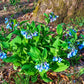 25 VIRGINIA BLUEBELLS True Blue & Pink Mertensia Virginica Flower Seeds