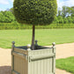 30 AMERICAN BOXWOOD Common Buxus Sempervirens European Box Shrub Seeds