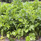1000 ALL AMERICAN PARSNIP Pastinaca Sativa White Root Vegetable Seeds