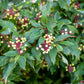 20 RED TWIG DOGWOOD American Red Osier Shrub White Flower Cornus Sericea Seeds
