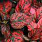 10 Dwarf RED POLKA DOT PLANT Splash Select Hypoestes Phyllostachya Flower Houseplant Seeds