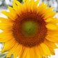 75 MAMMOTH GREY Stripe SUNFLOWER Helianthus Annuus Flower Seeds