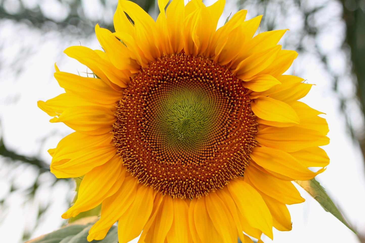 75 MAMMOTH GREY Stripe SUNFLOWER Helianthus Annuus Flower Seeds