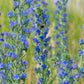 100 Blue VIPERS BUGLOSS Echium Vulgare Blue Flower Seeds