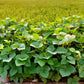 50 White DIXIE LIMA BEAN Butterpea Phaseolus Vulgaris Vegetable Seeds