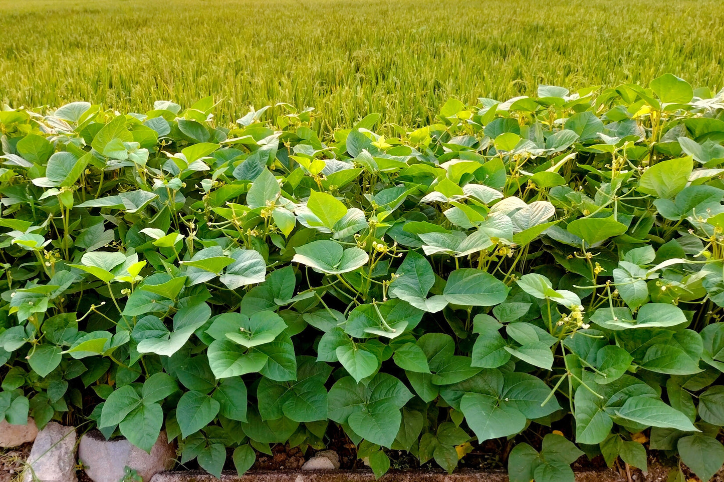 50 White DIXIE LIMA BEAN Butterpea Phaseolus Vulgaris Vegetable Seeds