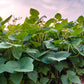 50 Organic SMALL RED BEAN Phaseolus Vulgaris Vegetable Seeds