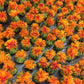 300 SAFFLOWER Saffron Carthamus Tinctorius Yellow Orange Flower Seeds