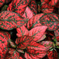 10 Dwarf RED POLKA DOT PLANT Splash Select Hypoestes Phyllostachya Flower Houseplant Seeds