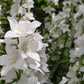 500 White PEACH LEAVED BELLFLOWER Campanula Persicifolia Flower Seeds