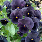 50 BLACK PANSY Clear Crystals Viola Wittrockiana Flower Seeds