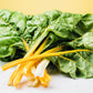 40 YELLOW CANARY SWISS CHARD Beta Vulgaris Perpetual Spinach Vegetable Seeds