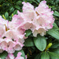 50 Rosebay RHODODENDRON Maximum White Pink Laurel Bush Shrub Flower Seeds