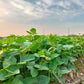 50 SLENDERETTE GREEN BEAN French Stringless Phaseolus Vulgaris Vegetable Seeds